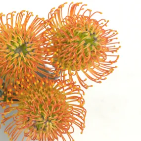 Electric Orange Pin Cushion Flower