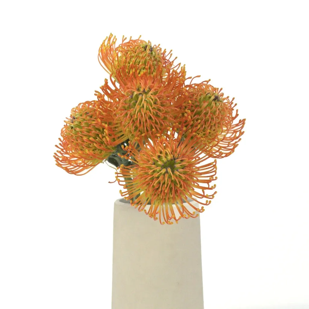 Electric Orange Pin Cushion Flower