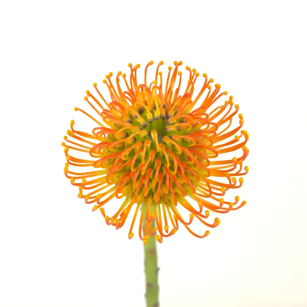 Electric Orange Pin Cushion Flower