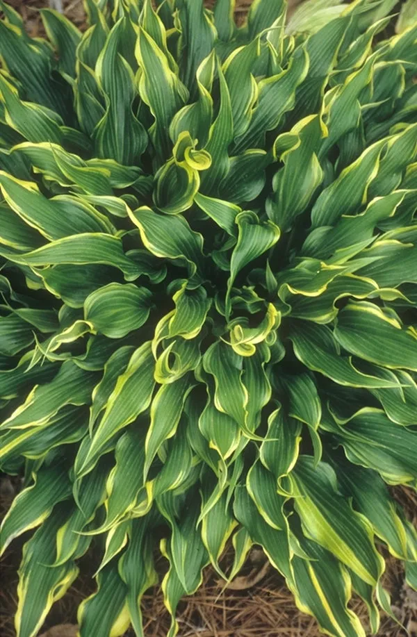 Hosta Electrocution