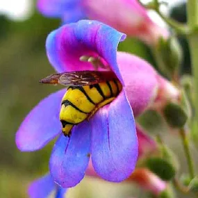 Rocky Mountain Penstemon - Penstemon strictus